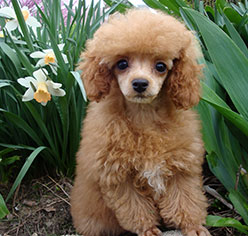 Toy Poodle Puppies